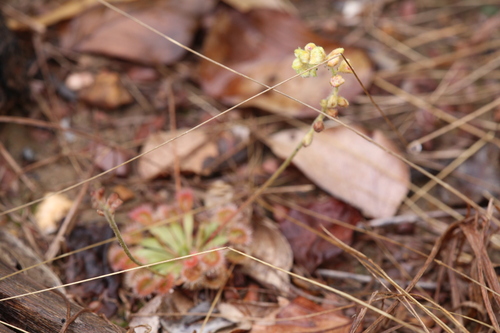 Drosera darwinensis