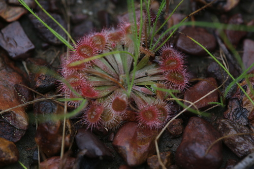 Drosera darwinensis (Drosera darwinensis)