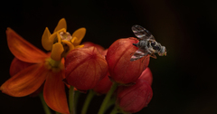 Sphaeniscus