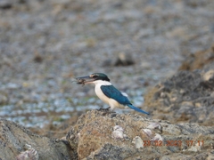 Todiramphus chloris davisoni