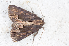 Dypterygia scabriuscula