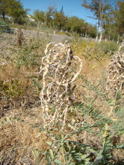 Sophora alopecuroides