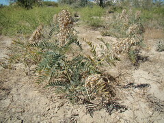 Sophora alopecuroides