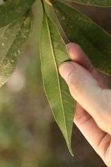 Litsea pseudoelongata