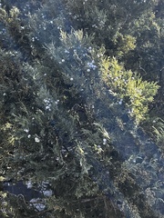 Juniperus excelsa