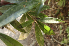 Litsea pseudoelongata
