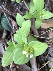 Richardia brasiliensis