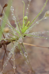 Byblis liniflora