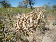 Sophora alopecuroides