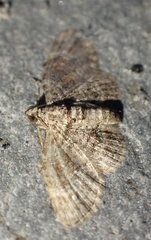 Gymnoscelis