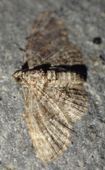 Gymnoscelis