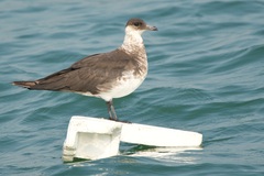 Stercorarius parasiticus