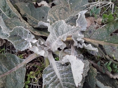 Verbascum