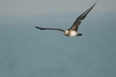 Stercorarius parasiticus