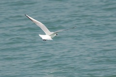 Chroicocephalus ridibundus