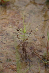 Byblis liniflora