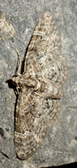 Gymnoscelis