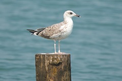 Larus fuscus heuglini