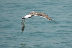 Larus fuscus heuglini