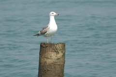 Larus fuscus heuglini