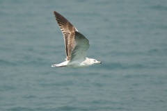 Larus fuscus heuglini