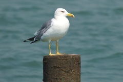 Larus fuscus heuglini