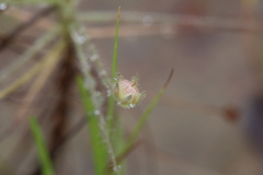 Byblis liniflora