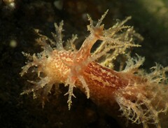 Dendronotus