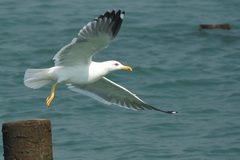 Larus fuscus heuglini