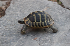 Testudo hermanni