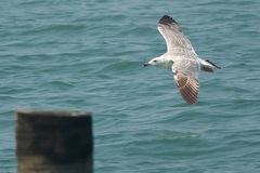 Larus argentatus mongolicus