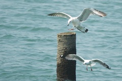 Larus argentatus mongolicus