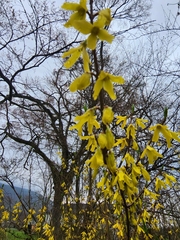 Forsythia × intermedia