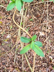 Forsythia × intermedia