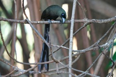 Crypsirina temia