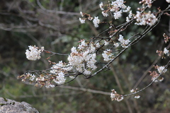 Prunus dielsiana