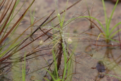 Byblis liniflora