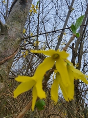 Forsythia × intermedia