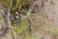 Byblis liniflora