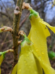 Forsythia × intermedia