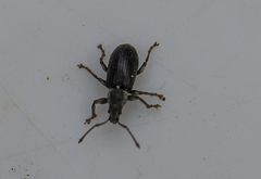 Phyllobius viridicollis