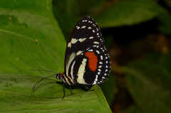 Elzunia humboldt