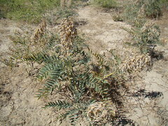Sophora alopecuroides