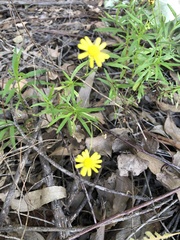 Senecio madagascariensis