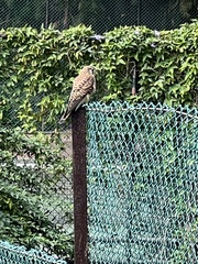 Falco tinnunculus canariensis