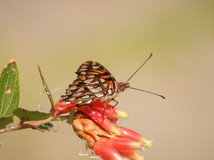 Dione glycera