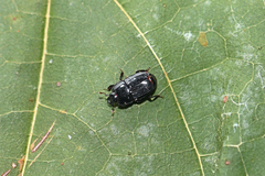 Platysoma compressum