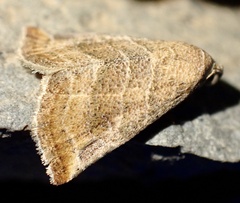 Eublemma baccatrix