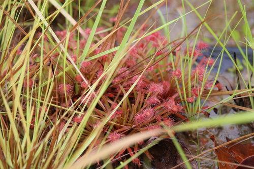 Drosera dilatatopetiolaris