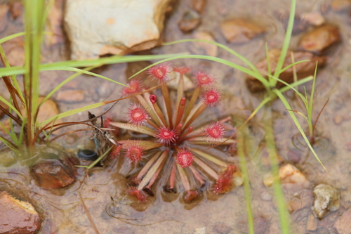 Drosera dilatatopetiolaris Kondo